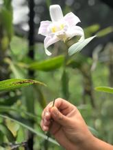 Orqu&iacute;deas y bromelias decomisadas por Dagma ser&aacute;n exhibidas en el Zool&oacute;gico y en el pr&oacute;ximo Jard&iacute;n Bot&aacute;nico de Cali 