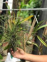 Orqu&iacute;deas y bromelias decomisadas por Dagma ser&aacute;n exhibidas en el Zool&oacute;gico y en el pr&oacute;ximo Jard&iacute;n Bot&aacute;nico de Cali 