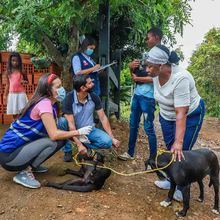 Construcci&oacute;n del Centro de Bienestar Animal iniciar&aacute; este semestre