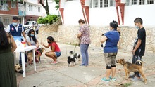 La vacunaci&oacute;n para mascotas llega con jornadas masivas en los barrios