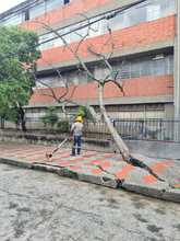 Dagma atiende emergencias arb&oacute;reas por lluvias