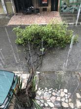 Dagma atiende emergencias arb&oacute;reas por lluvias