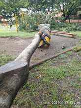 Dagma atiende emergencias arb&oacute;reas por lluvias