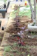 Siembra masiva de plantas ornamentales en el parque recreativo Cien Palos