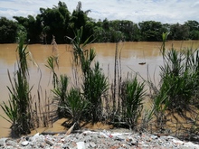Dagma y Polic&iacute;a ambiental trabajan unidos en la protecci&oacute;n del jarill&oacute;n del r&iacute;o Cauca 