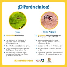&iquest;Conoces al Aedes aegypti? Aqu&iacute; te contamos c&oacute;mo identificarlo y el peligro que representa