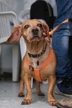 Se realiz&oacute; jornada de salud animal promoviendo territorios de sana convivencia interespecie