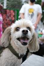 Se realiz&oacute; jornada de salud animal promoviendo territorios de sana convivencia interespecie