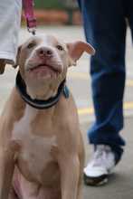 Se realiz&oacute; jornada de salud animal promoviendo territorios de sana convivencia interespecie