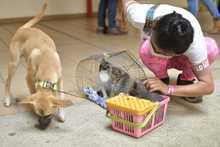 Familias y seres sintientes son atendidos en alojamiento temporal de la Alcald&iacute;a de Cali