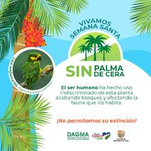 Dagma invita a un &lsquo;Domingo de Ramos&rsquo; sin Palma de Cera