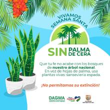 Dagma invita a un &lsquo;Domingo de Ramos&rsquo; sin Palma de Cera