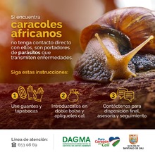 Proliferaci&oacute;n de caracol africano en temporada de invierno 