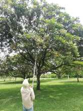 Vivero Distrital, custodios y guardianes de semillas en Cali