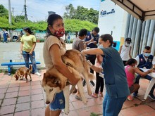 Con medidas de bioseguridad para prevenir el contagio de Covid, se desarroll&oacute; jornada de salud animal 