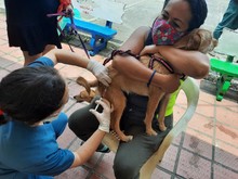 Con medidas de bioseguridad para prevenir el contagio de Covid, se desarroll&oacute; jornada de salud animal 