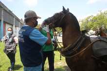 Inici&oacute; el censo a familias con veh&iacute;culos de tracci&oacute;n animal
