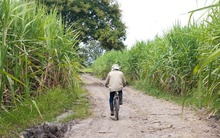 La alimentaci&oacute;n escolar tambi&eacute;n impulsa la reactivaci&oacute;n econ&oacute;mica de Cali