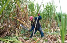 La alimentaci&oacute;n escolar tambi&eacute;n impulsa la reactivaci&oacute;n econ&oacute;mica de Cali