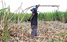 La alimentaci&oacute;n escolar tambi&eacute;n impulsa la reactivaci&oacute;n econ&oacute;mica de Cali