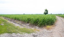 La alimentaci&oacute;n escolar tambi&eacute;n impulsa la reactivaci&oacute;n econ&oacute;mica de Cali