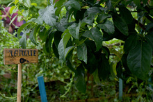 De suelos y sustratos podr&aacute;n aprender los cale&ntilde;os en el curso virtual &ldquo;Haz tu huerta en casa&rdquo; del Dagma.
