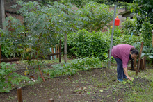 De suelos y sustratos podr&aacute;n aprender los cale&ntilde;os en el curso virtual &ldquo;Haz tu huerta en casa&rdquo; del Dagma.