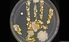 Mayo 5: &lsquo;D&iacute;a Mundial del Lavado de Manos&rsquo;