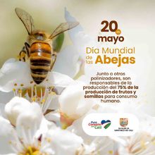 Cali y el Mundo conmemoran el d&iacute;a mundial  de las Abejas