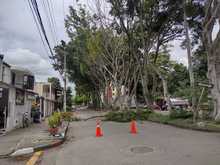 DAGMA continua dando respuesta a solicitudes de la comunidad sobre arboles urbanos 