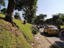 DAGMA continua dando respuesta a solicitudes de la comunidad sobre arboles urbanos 