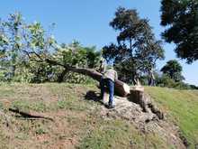 DAGMA continua dando respuesta a solicitudes de la comunidad sobre arboles urbanos 