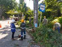 DAGMA continua dando respuesta a solicitudes de la comunidad sobre arboles urbanos 