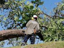 DAGMA continua dando respuesta a solicitudes de la comunidad sobre arboles urbanos 