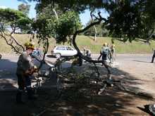DAGMA continua dando respuesta a solicitudes de la comunidad sobre arboles urbanos 