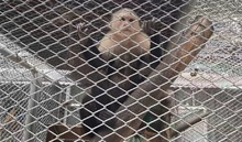 Hogar de Paso para animales silvestres: calidad de vida, cuidado y protecci&oacute;n