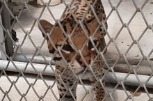 Hogar de Paso para animales silvestres: calidad de vida, cuidado y protecci&oacute;n