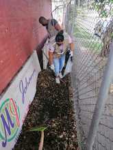 Dagma incrementa operativos para control y manejo del caracol africano