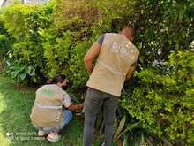 Dagma incrementa operativos para control y manejo del caracol africano