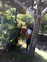 Dagma incrementa operativos para control y manejo del caracol africano