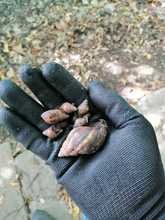 Dagma incrementa operativos para control y manejo del caracol africano