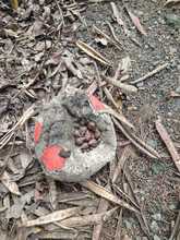 Dagma incrementa operativos para control y manejo del caracol africano