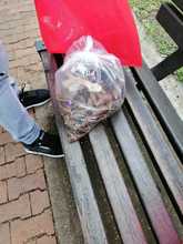 Dagma incrementa operativos para control y manejo del caracol africano