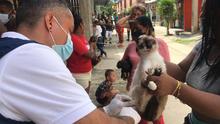Jornadas de vacunaci&oacute;n contra la rabia para caninos y felinos 
