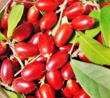 Dagma contin&uacute;a promoviendo taller de Agrocultura en la ciudad