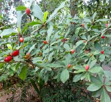 Dagma contin&uacute;a promoviendo taller de Agrocultura en la ciudad