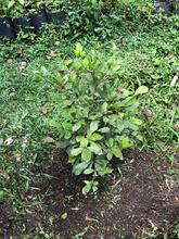 Dagma contin&uacute;a promoviendo taller de Agrocultura en la ciudad