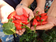 Dagma contin&uacute;a promoviendo taller de Agrocultura en la ciudad
