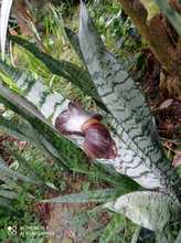 Hogar de Paso para animales silvestres, Calidad de vida, cuidado y protecci&oacute;n