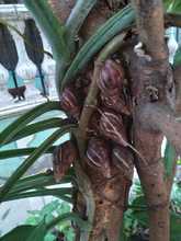 DAGMA promueve manejo y control del Caracol africano 